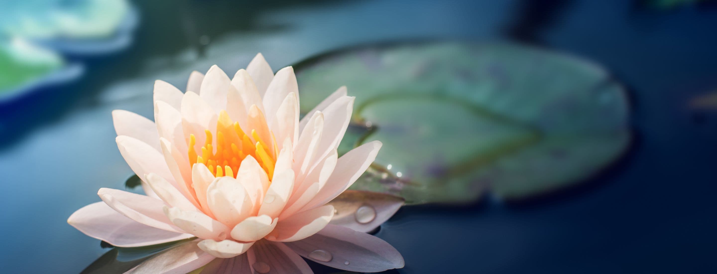 Lily on a pond